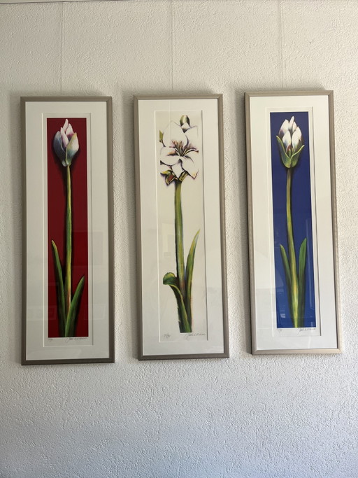 3 opere firmate Amaryllis di Juul Kortkaas – 71/90 – Incorniciate – lithos zeefdrukken, Paper