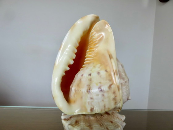 "Cassis Cornuta" schelplamp, vintage uit de jaren 70 – Tafellampen, Other (photo 3 of 13)