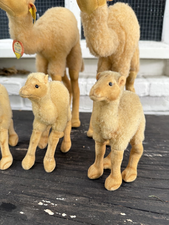Image 1 of Zeldzame Steiff kameel familie – 5 stuks – met originele labels – ca. 1960/70