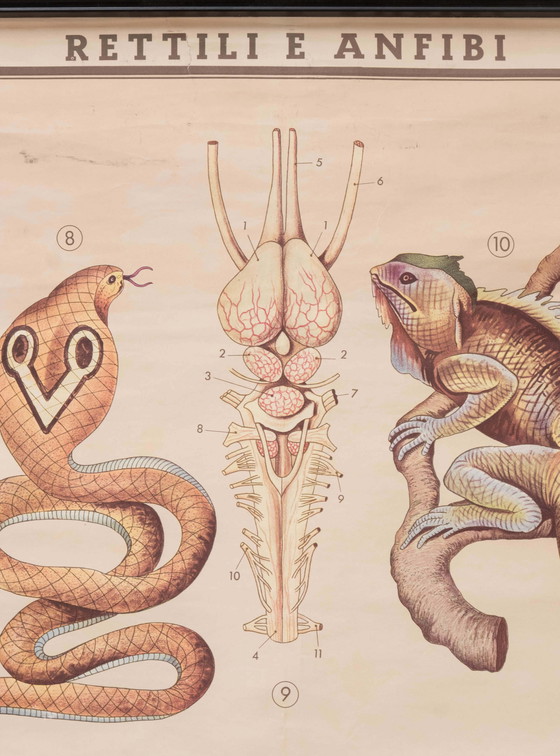 Image 1 of Reptile and amphibian themed educational print, Paravia, 1968