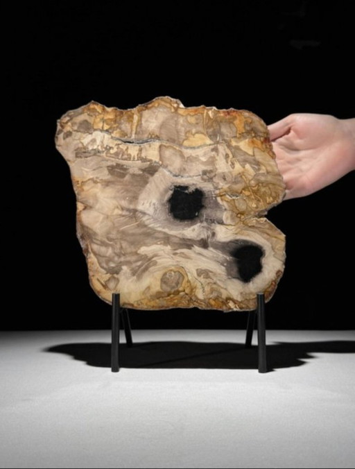 Bois fossilisé de Sooka, fabrication sur mesure standard (neuf)