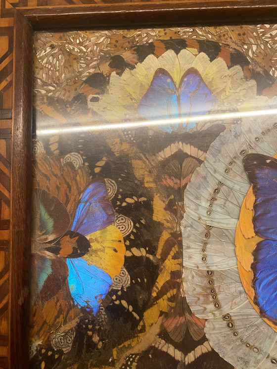 Image 1 of Plateau papillon