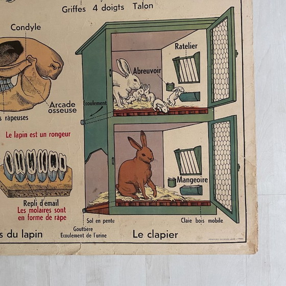 Manifesto scolastico d'epoca: Animali insettivori / Coniglio – Decorazioni murali, Paper (photo 9 of 10)