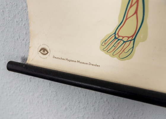 Image 1 of Original Vintage Schulwandkarte Mensch Blutkreislauf Anatomie Plakat Lehrtafel Rollkarte Biologie DHM Dresden DDR