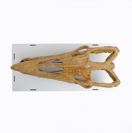 Image 1 of Cranio fossilizzato di un rettile marino preistorico, il Mosasauro, risalente a 70 milioni di anni fa