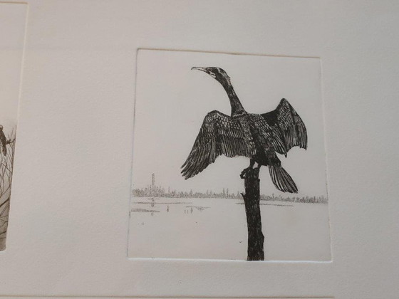 Image 1 of Ans van der Zweep-Heijmen Etching compilation - Cormorants in the Gelderland landscape