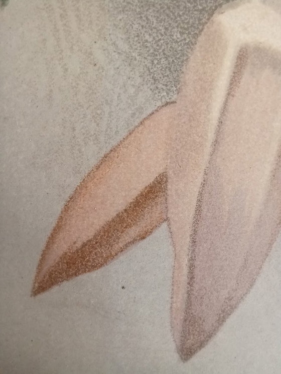 Image 1 of Original Chromolithography 'Reichenbachia' 1888 – H.G. Moon