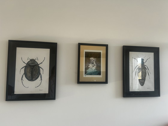 Image 1 of Originele "Macro-entomologie"-studies van Natalia Molinska (2021)

