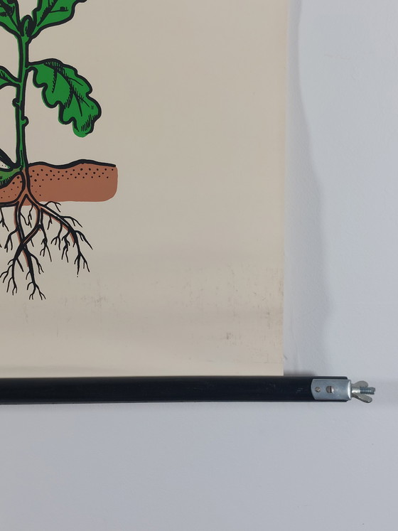 Image 1 of Vintage roll-up map, teaching aid, biology, wall map, oak trees