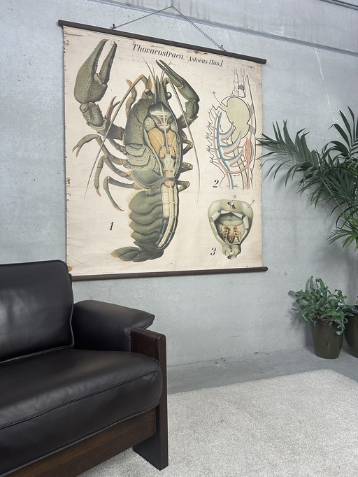 Vintage XL linen school card - the lobster