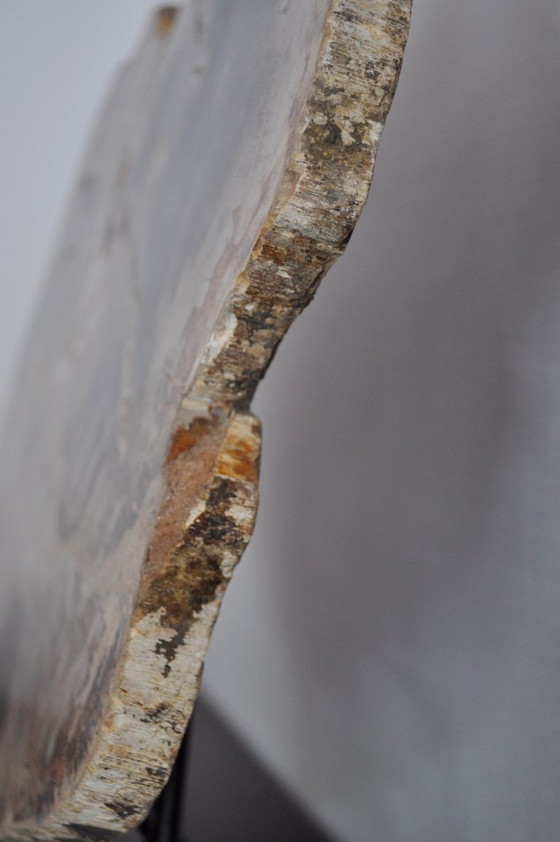 Image 1 of Sezione o pezzo di legno pietrificato sul suo supporto (rerf 3174)