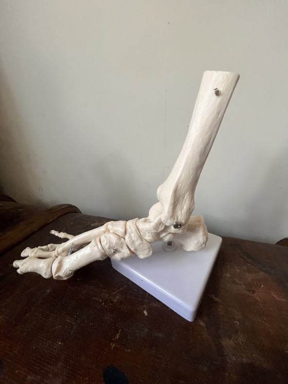 Image 1 of Piede a grandezza naturale modello anatomico vintage