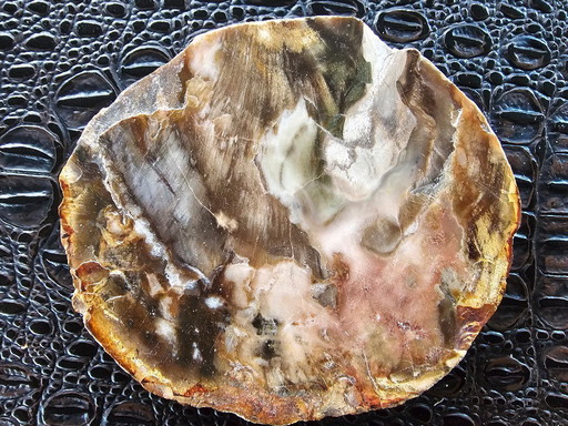 petrified wood