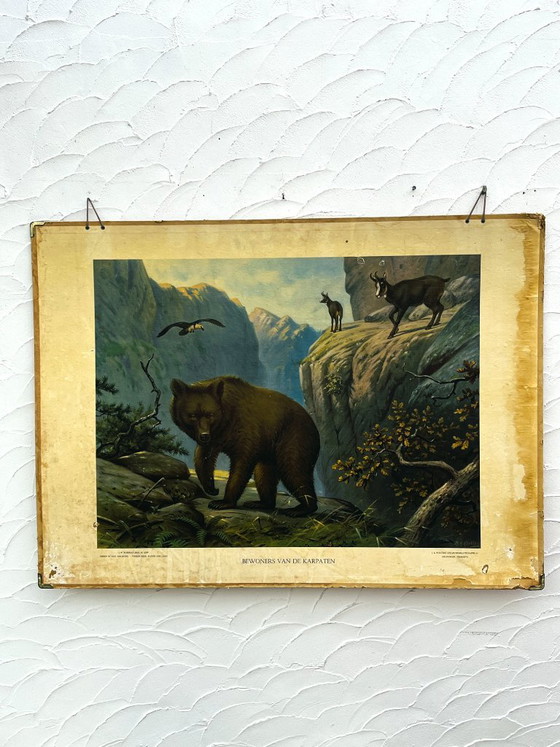 Lámina escolar J.B. Wolters Animales Salvajes y Anatomía, Decoración de pared, Papel, Multicolor (foto 11 de 17)