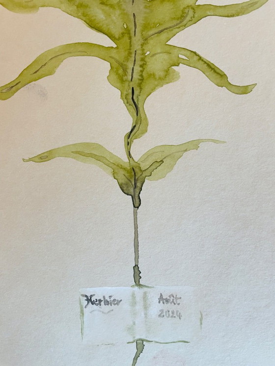 Image 1 of Dipinto ad acquerello firmato della collezione Herbier in trompe l'oeil