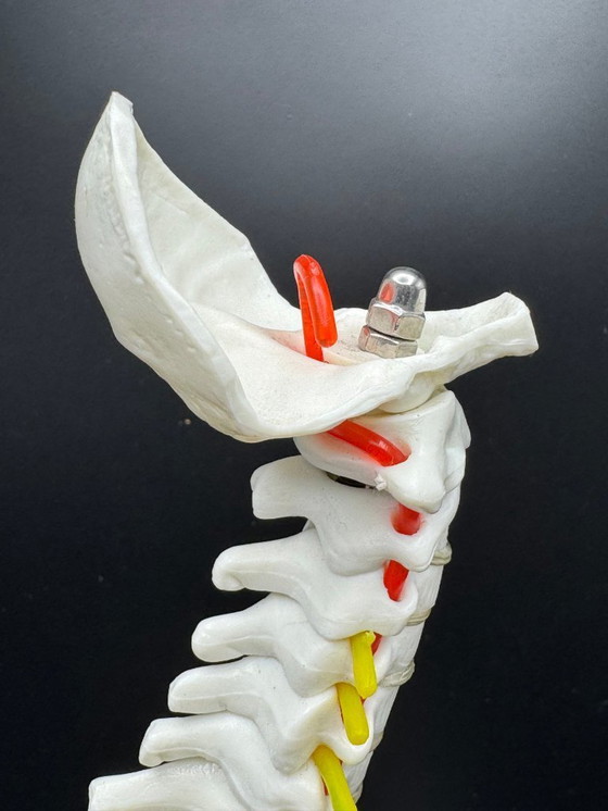 Image 1 of anatomical model / spine