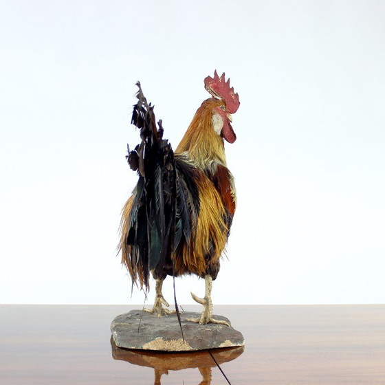 Image 1 of Grande gallo tassidermico tedesco antico, primi anni del 1900