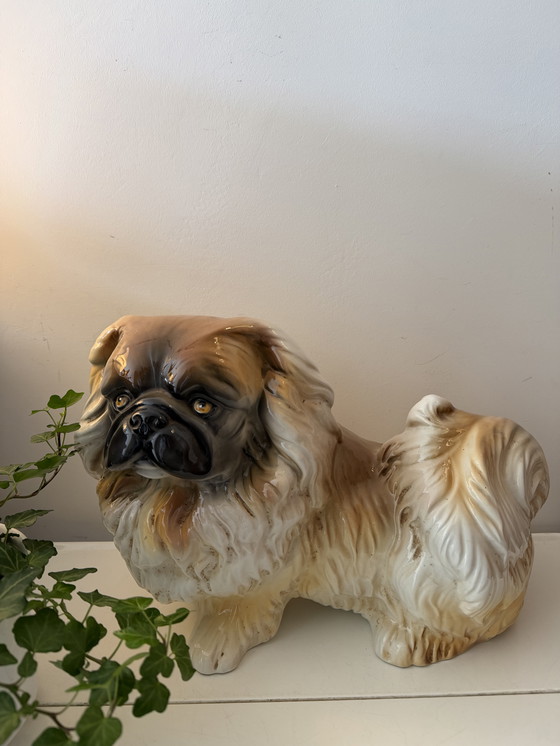 Image 1 of Großes Bild eines Pekinesenhundes