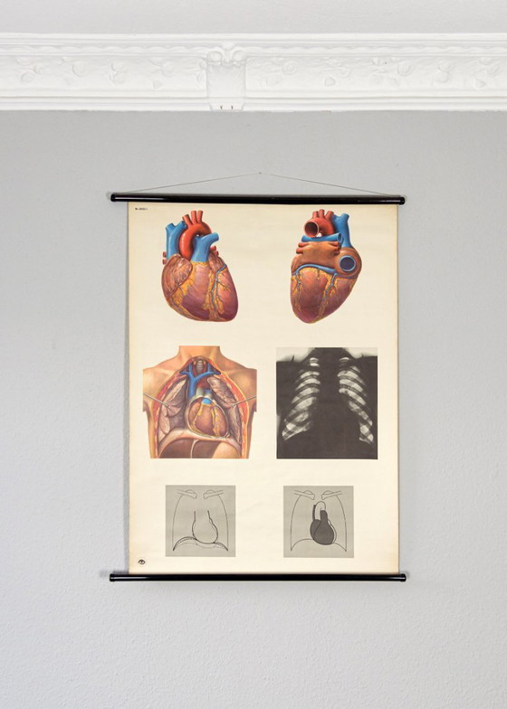 Image 1 of Original Vintage Schulwandkarte Das Herz I Mensch Brustkorb Anatomie Plakat Lehrtafel Rollkarte Biologie DHM Dresden DDR