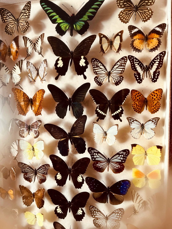 Image 1 of Unique ! 3 armoires papillon vintage exotiques