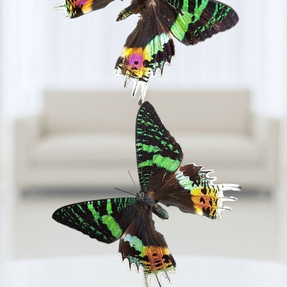 Image 1 of Echte Urania-Ripheus-Schmetterlinge unter einer Glaskuppel – limitierte Auflage