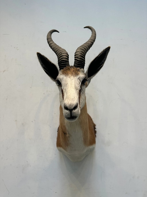Antílope disecado – beeldhouwkunst (photo 2 of 6)