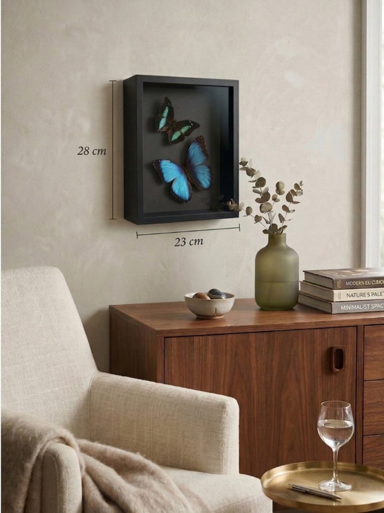 Image 1 of Entomological frame of blue Morpho butterflies – Contemporary naturalist composition under glass