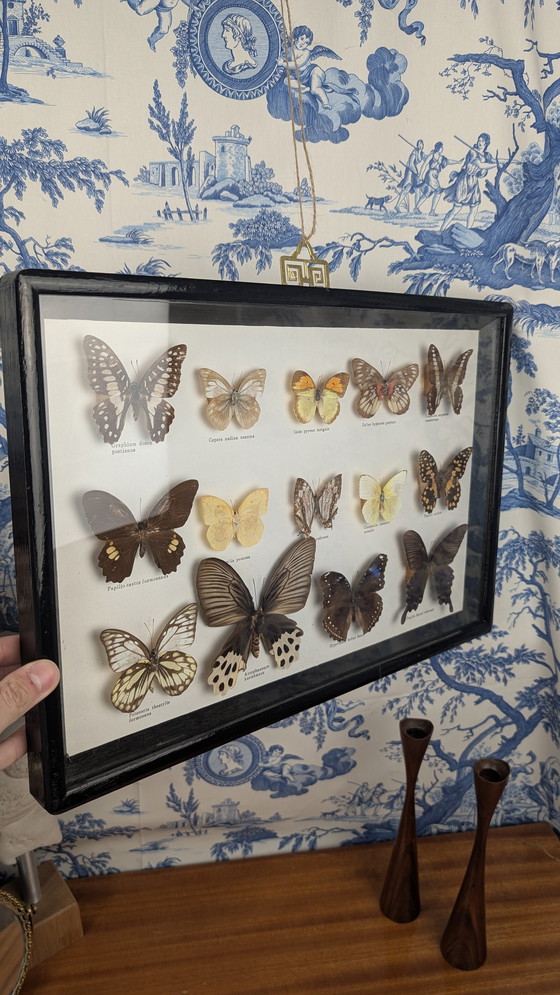 Image 1 of Large Entomological Butterfly Taxidermy Display Case Curiosity Cabinet