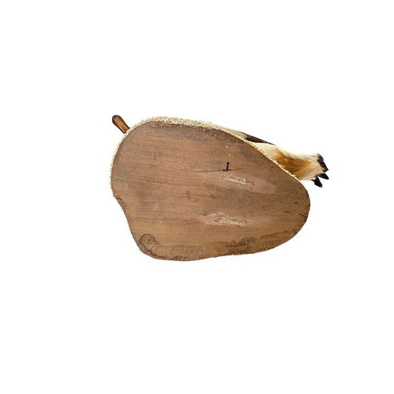 Image 1 of Ausgestopfte Brandgans auf einem Natursockel, frühes 21. Jahrhundert