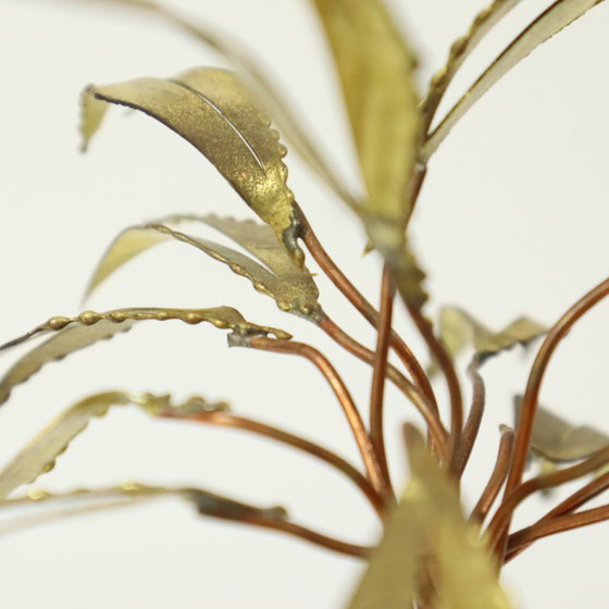 Image 1 of Palma sulla roccia Daniel D'Haeseleer