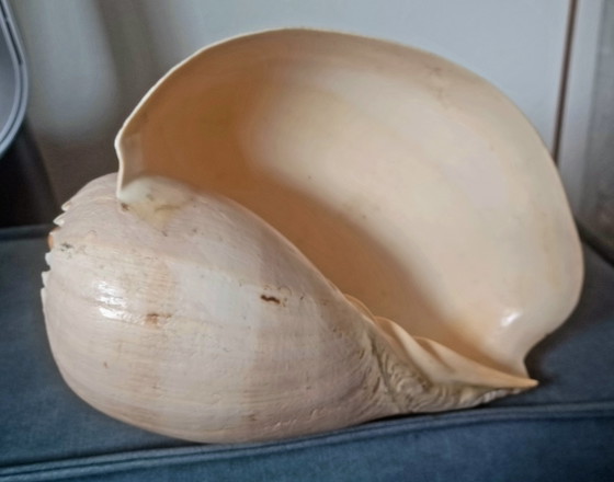 Grande conchiglia di Melo Diadema 24 cm in ottime condizioni! Conchiglia di melone – Meloen Diadema (photo 5 of 7)