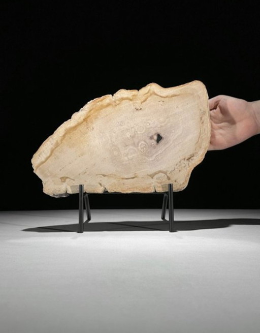 Madera fosilizada de Sooka, soporte hecho a medida (nuevo)