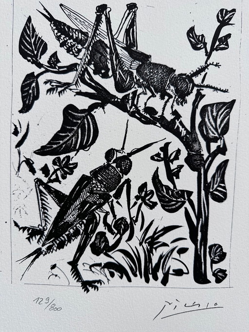 Pablo Picasso ( 1881-1973 ) Belle lithographie des sauterelles