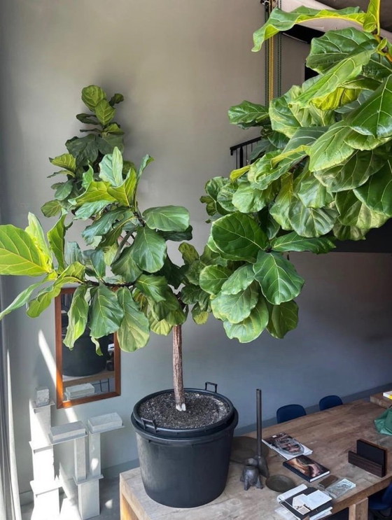 Image 1 of Grand Ficus lyrata (plante à tabac) - 3 mètres de haut et de large