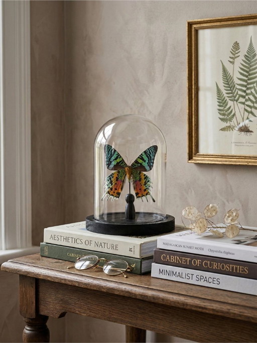 De vlinder Urania ripheus, geconserveerd onder een glazen koepel – een iriserend exotisch exemplaar – 15 cm bolvormig