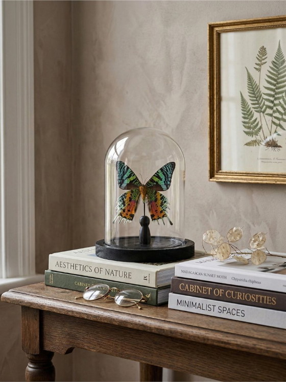 Image 1 of De vlinder Urania ripheus, geconserveerd onder een glazen koepel – een iriserend exotisch exemplaar – 15 cm bolvormig