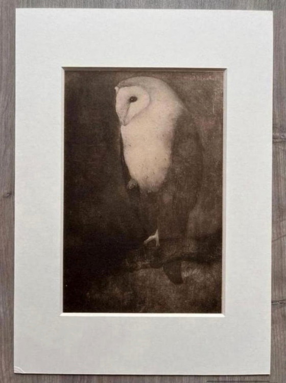 Image 1 of Jan Mankes 1889-1920 / Heliograbado original de un búho en la rama de un árbol, 1923
