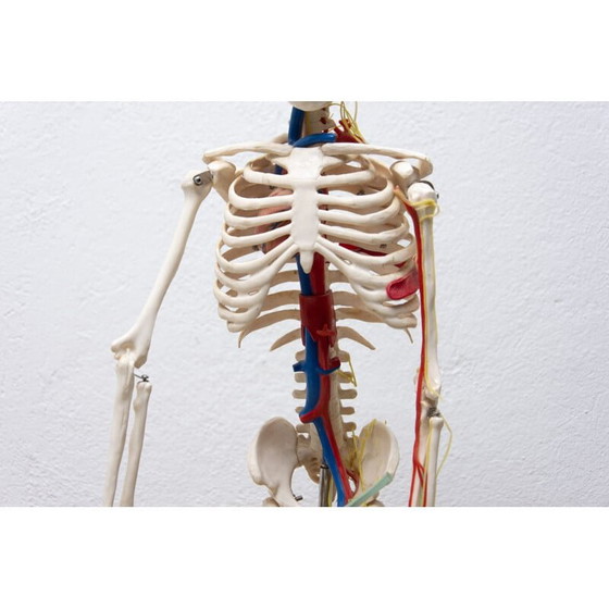 Image 1 of Vintage plastic human skeleton, Czechoslovakia 1960