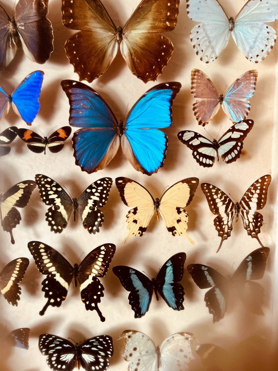 Image 1 of Unique ! 3 armoires papillon vintage exotiques