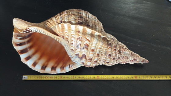 Image 1 of Tritorns Horn Shell Large