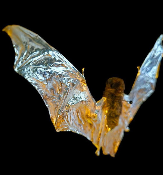 Image 1 of Vero pipistrello tassidermizzato placcato in oro 23kt in cornice