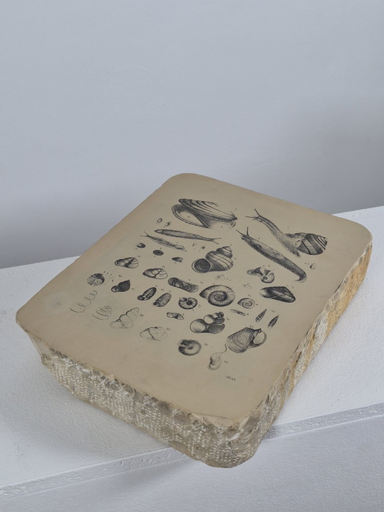 Antique Lithographic Stone Printing Stone Mollusks Snails Shells – Decorative Objects, Paper (photo 4 of 13)