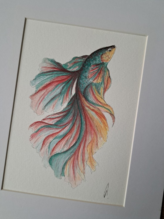 Pittura acquerello pesce Betta Halfmoon | Con cornice, Dipinti e disegni, Carta, Multicolore (foto 4 di 5)