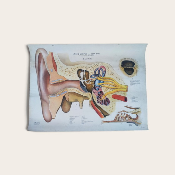 5 anatomische posters uit het midden van de 20e eeuw / Rudolf Tupy – Paper (photo 4 of 15)