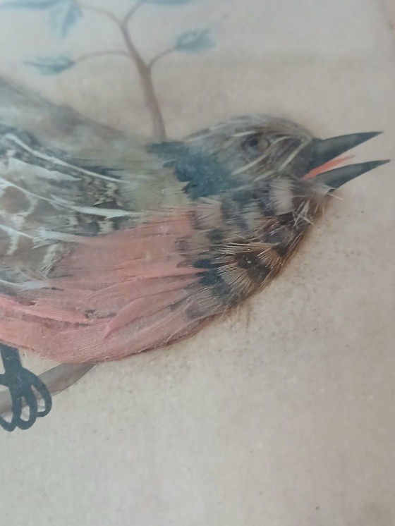 Image 1 of Antiek vogelveer-schilderij