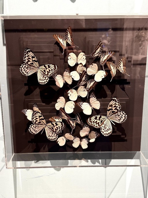 Butterfly box with a black passepartout in the background, with various butterflies in white on it.