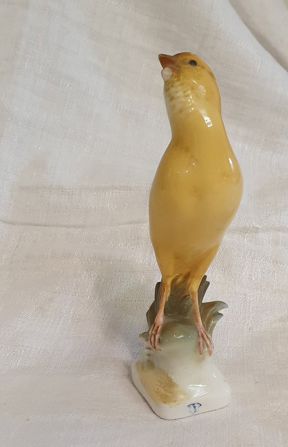 Image 1 of Canary of Nymphenburg