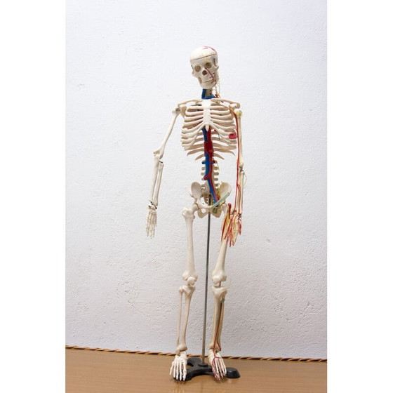 Image 1 of Vintage plastic human skeleton, Czechoslovakia 1960