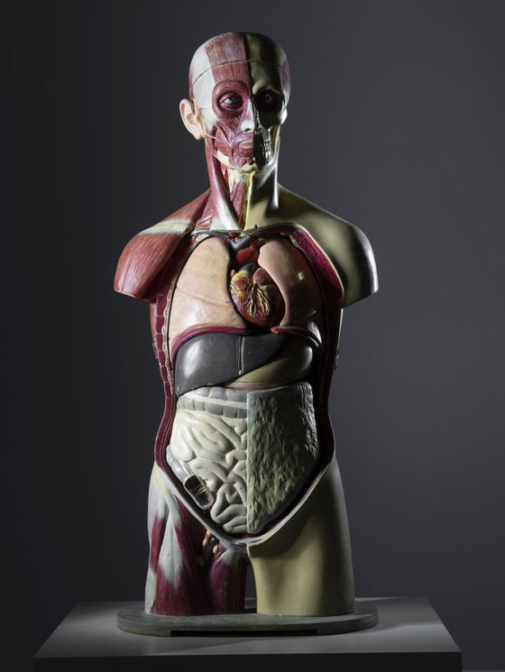 Anatomisch Torso Model, Half Spier Half Huid, Toegeschreven aan Deutsches Hygiene-Museum Dresden, (photo 6 of 8)