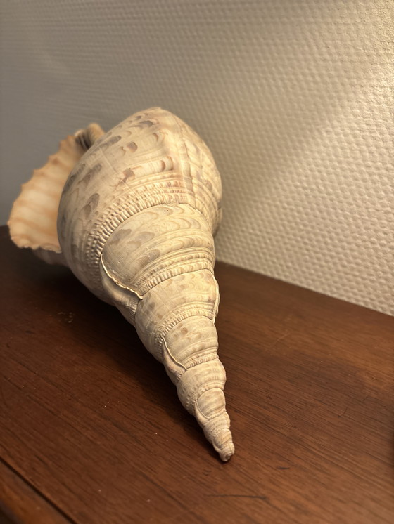 Image 1 of Tritorn horn shell